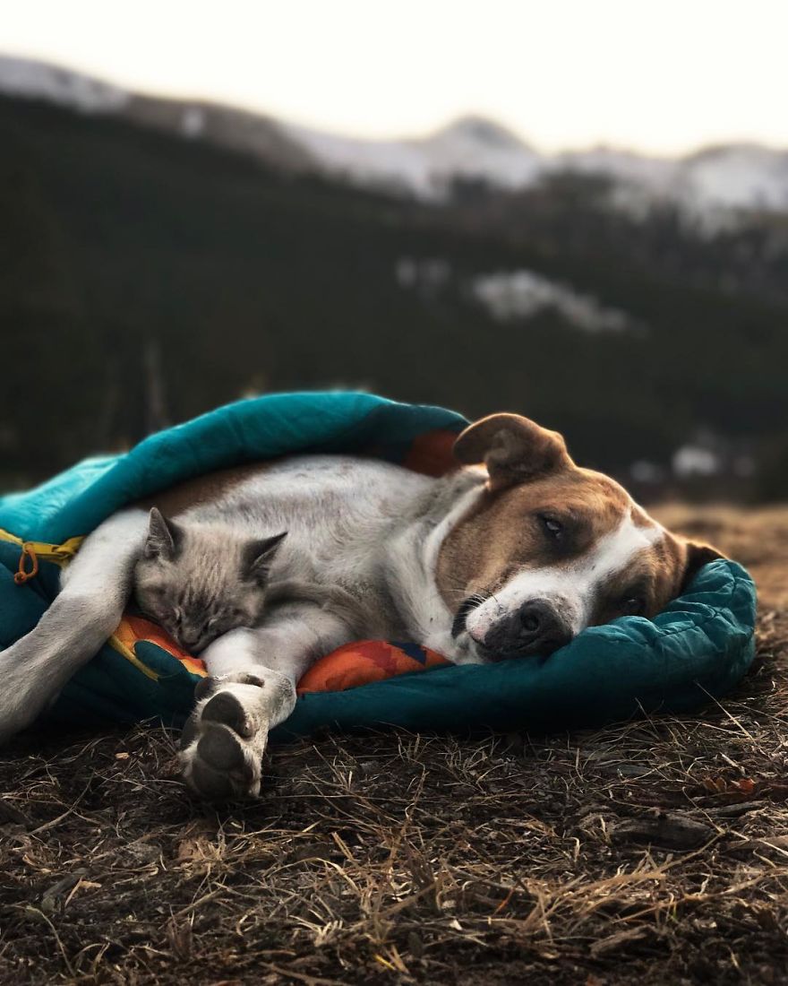 Bored Panda Sharing the same sleeping bag.